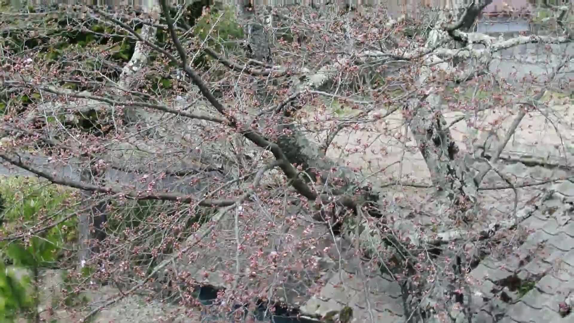 もうすぐ春です(広畑チャンネル)