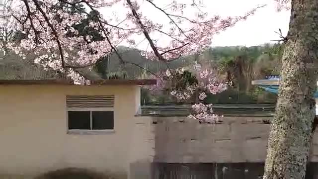 春のこころは（広畑チャンネル）