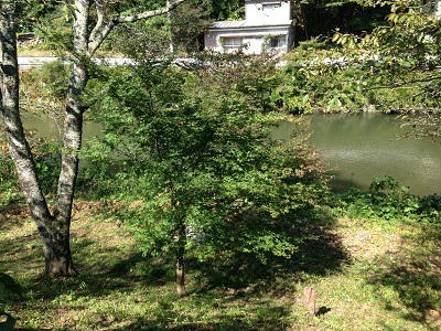 川岸の紅葉