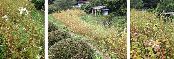 そばの生長 そばの生長