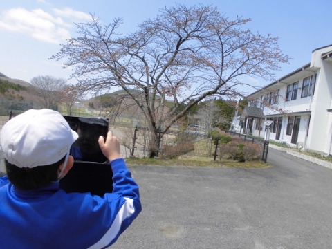 小白井の桜はこれからです。 小白井の桜はこれからです。