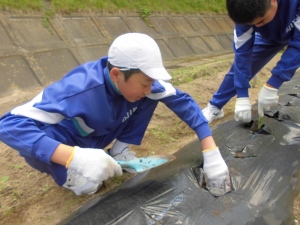 植え替えの様子