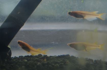親メダカ 親メダカ