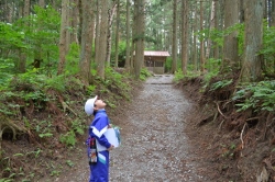 高い木が並んでます 高い木が並んでます