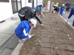 球根植え2 球根植え2