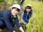 稲刈り２