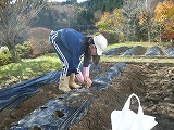 球根植え