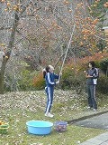 柿の実とり