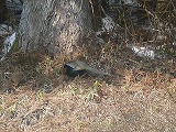 珍しいお客様